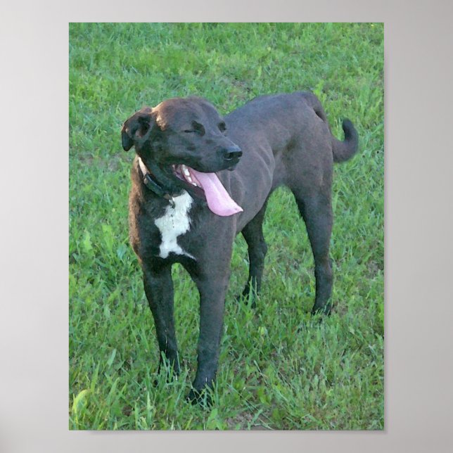 Pup Pup Laughing Poster (Front)