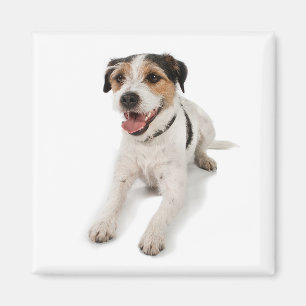 puppie magnet