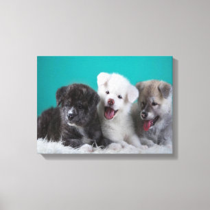 Puppies Canvas Print
