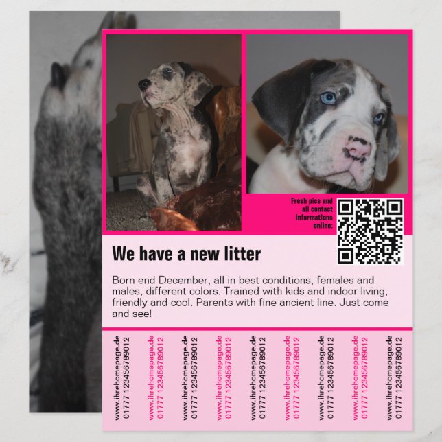 puppies for sale flyer template QR code (Front/Back)