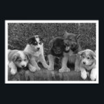 Puppies in Alaska 1921 Poster<br><div class="desc">A classic photograph from the Alaskan documentary efforts of Frank G. Carpenter. This commemorative poster print features a View of some cute puppies which will some day pull dog sleds in Alaska,  taken in 1921.</div>