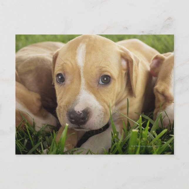 Puppies laying in grass postcard (Front)