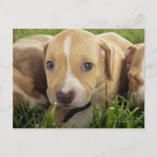 Puppies laying in grass postcard