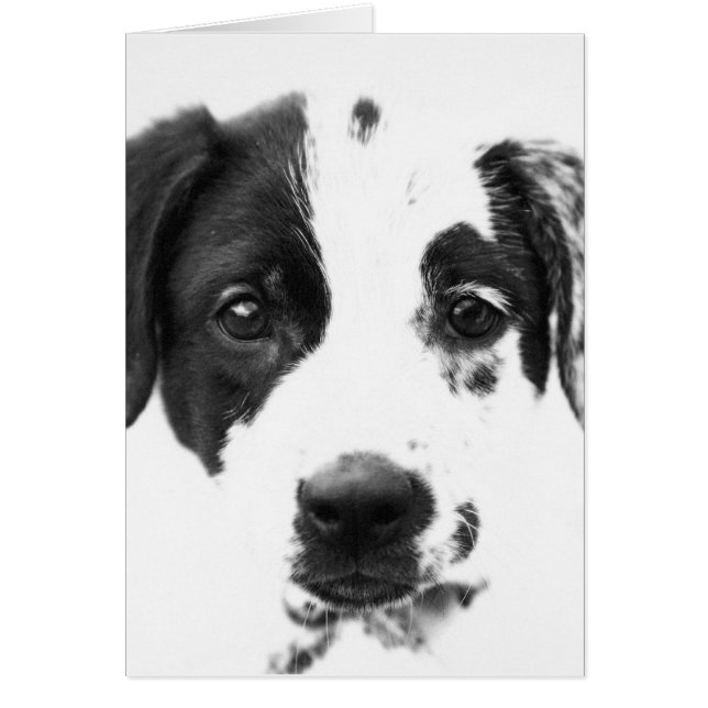 Puppy (Front)