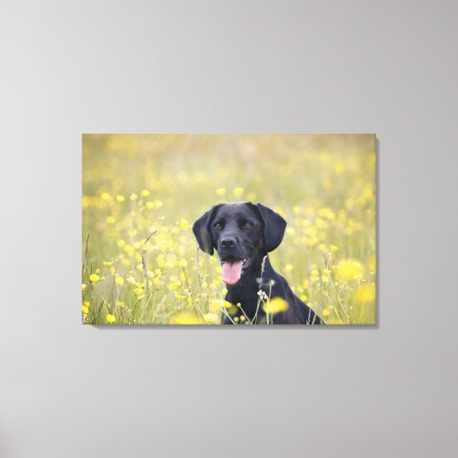 Puppy 16 Months 2 Canvas Print (Front)