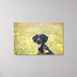 Puppy 16 Months 2 Canvas Print