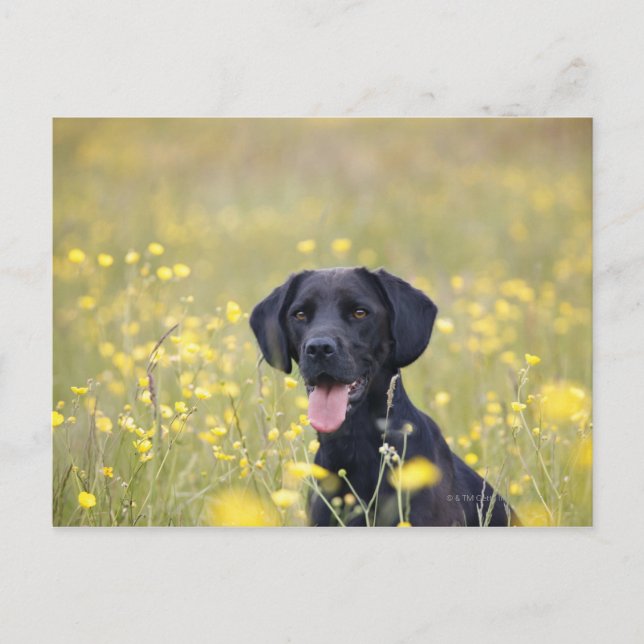 Puppy 16 Months 2 Postcard (Front)