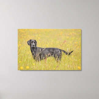 Puppy 16 Months Canvas Print