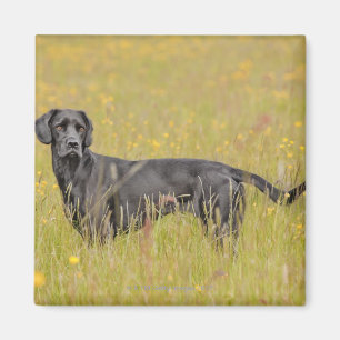 Puppy 16 Months Magnet