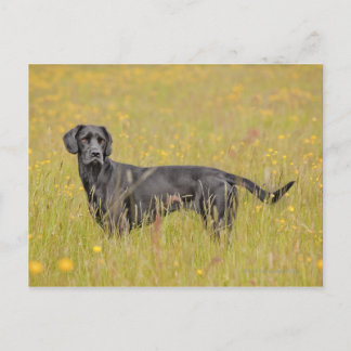 Puppy 16 Months Postcard