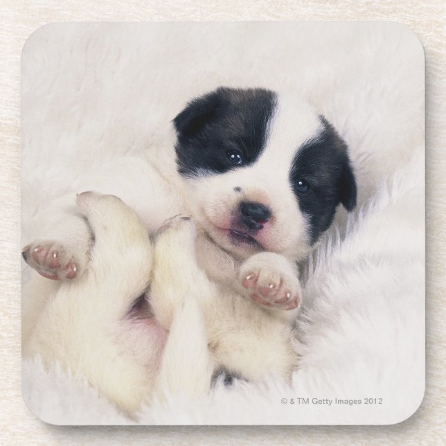 Puppy 2 coaster (Front)