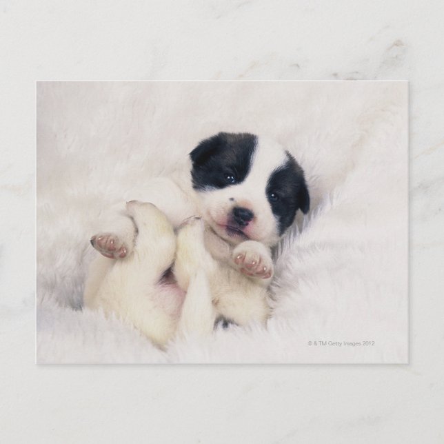 Puppy 2 postcard (Front)