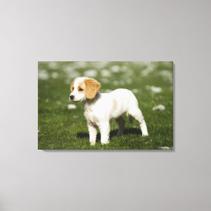 Puppy 3 canvas print