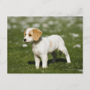 Puppy 3 postcard