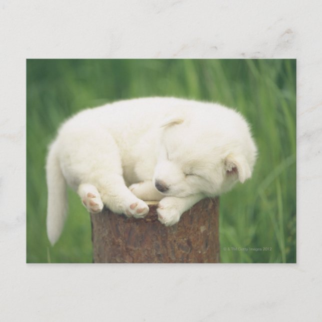 Puppy 4 postcard (Front)