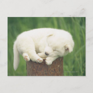 Puppy 4 postcard