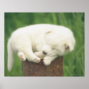 Puppy 4 poster
