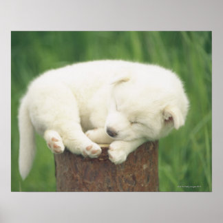 Puppy 4 poster