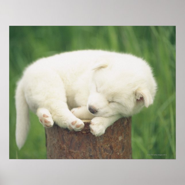 Puppy 4 poster (Front)