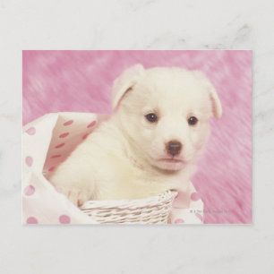 Puppy 5 postcard