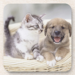 Puppy and Baby Cat Coaster