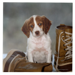 Puppy and Boots Tile