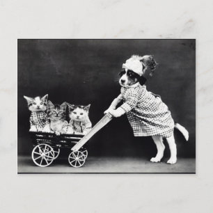 Puppy and Kittens Human Situations Postcard