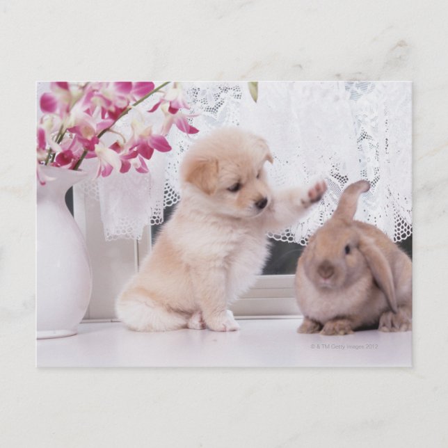 Puppy and Lop Ear Rabbit Postcard (Front)