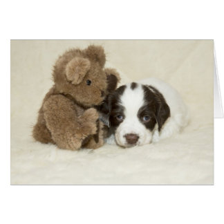 Puppy and Teddy