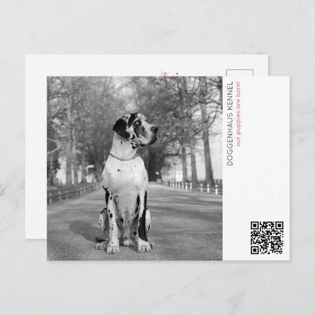 Puppy announcement postcard (Front/Back)