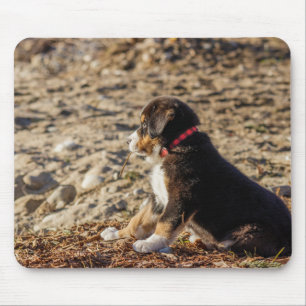 puppy, bernese mountain dog, beach mouse pad