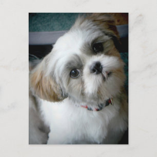 Puppy Buddie Postcard