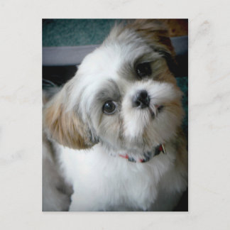 Puppy Buddie Postcard