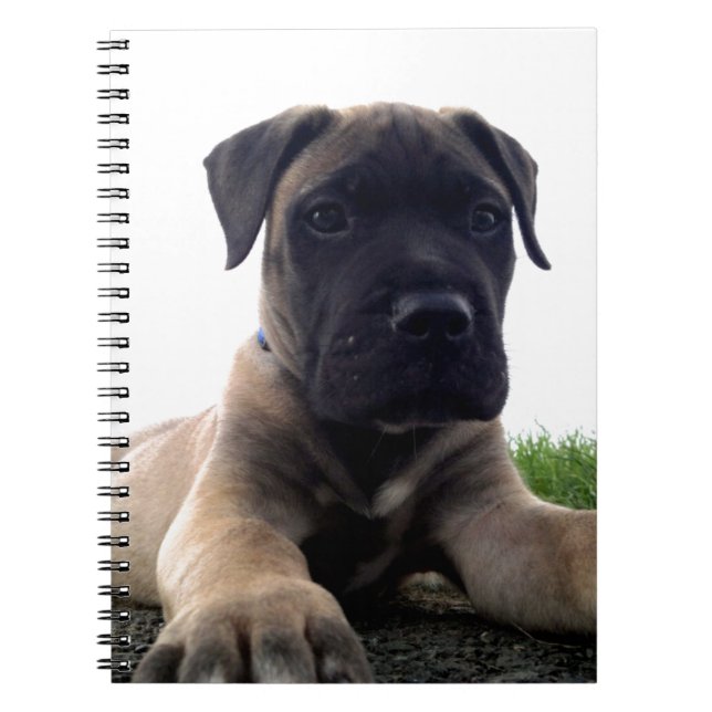 Puppy Bullmastiff Spiral Notebook (Front)