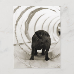Puppy Butt Postcard