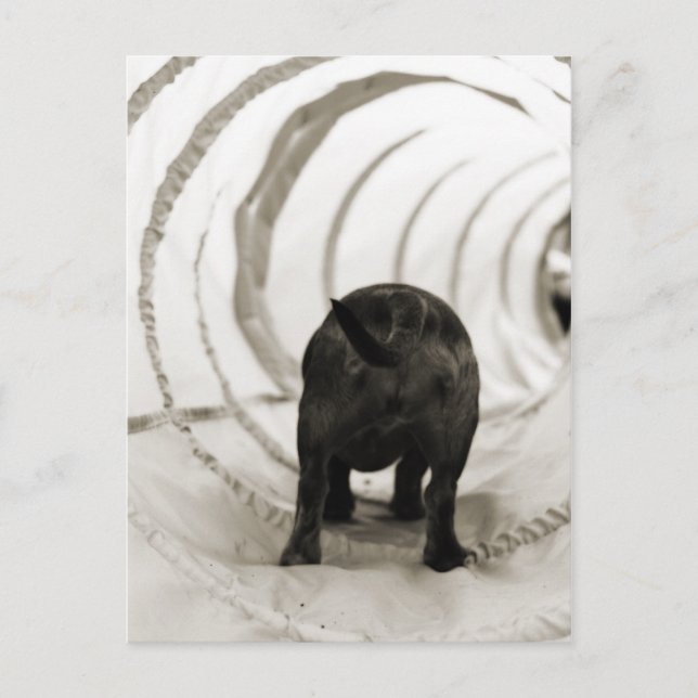 Puppy Butt Postcard (Front)