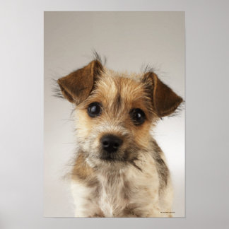 Puppy (Canis familiaris) 2 Poster