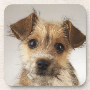 Puppy (Canis familiaris) Coaster
