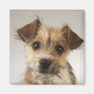 Puppy (Canis familiaris) Magnet
