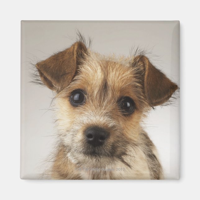 Puppy (Canis familiaris) Magnet (Front)