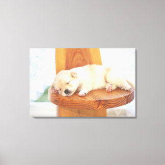 Puppy Canvas Print