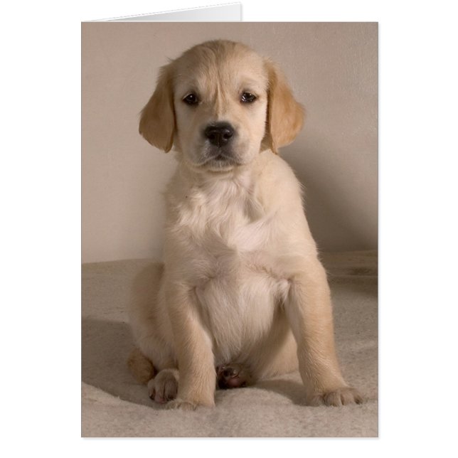 Puppy. Card by cARTerART (Front)