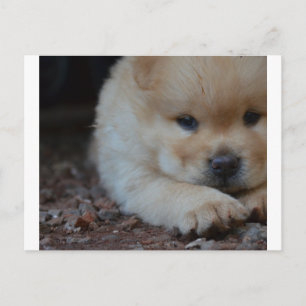 puppy chow chow.png postcard