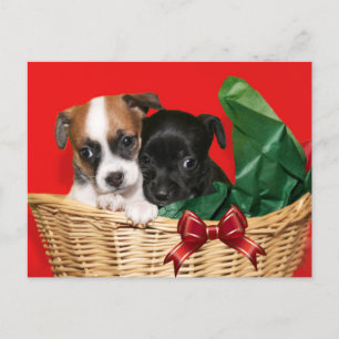 Puppy Christmas Holiday Postcard