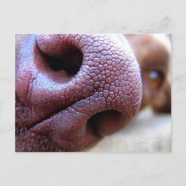 Puppy Dog Nose Postcard (Front)
