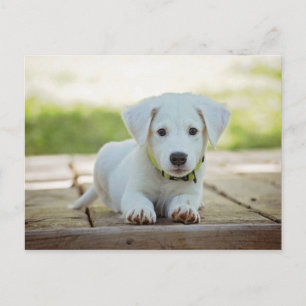 Puppy Dog Pet Animal Cute White Adorable Canine Postcard