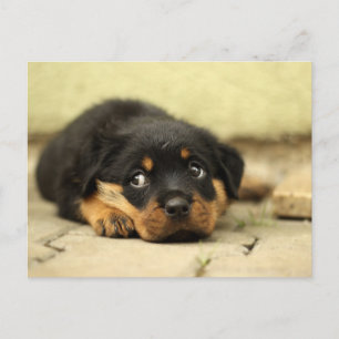 Puppy dog postcard