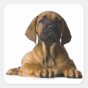 Puppy Dog Square Sticker