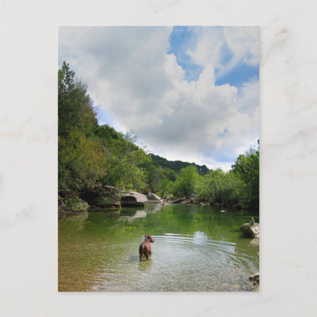 Puppy Exploring Barton Creek - Austin Texas Postcard (Front)