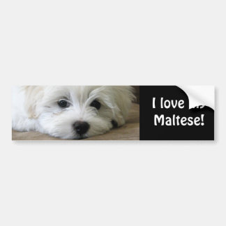 Puppy Eyes Bumper Sticker
